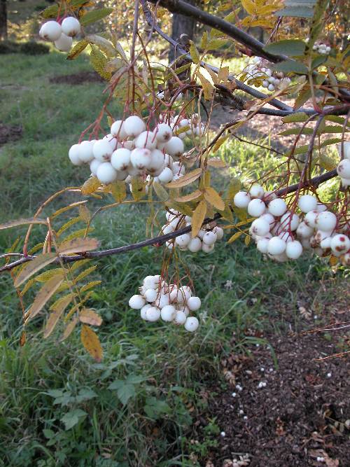 Kashmirrogn (Sorbus cashmiriana) 